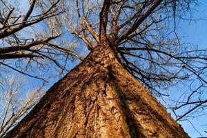 bomen en lucht foto