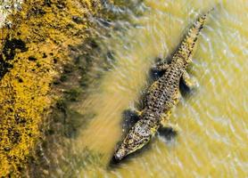 alligator in water foto