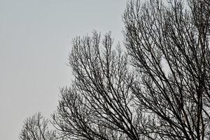 bomen en lucht foto