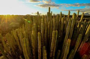 cactussen in zonlicht foto