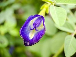 macro vlinder erwt bloem blauw erwt, blauwklokje, cordofan erwt, clitoria ternatea met groen bladeren geïsoleerd Aan vervagen achtergrond. in een helder vroeg ochtend- schot.t foto