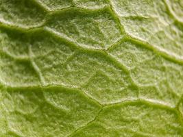 macro structuur van groen bougainvillea bladeren, geschikt voor behang achtergrond. foto