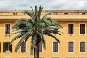 palmboom en gebouw foto