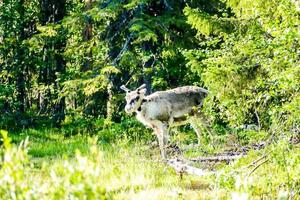 rendier in bossen foto