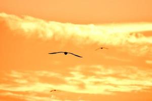 vogels in de lucht foto