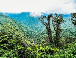 tropisch oerwoud in costa rica foto