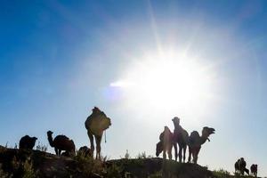 kamelen in de zon foto