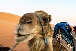 schattig kameel in de woestijn in Marokko foto