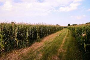 pad door veld- foto