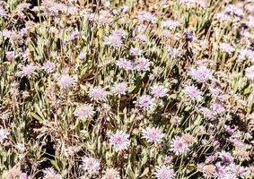 wilde bloemen in veld- foto