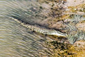 alligator Aan de kust foto