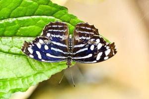 vlinder op blad foto