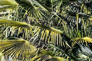 groen palm planten foto