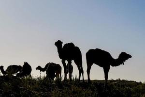 silhouet van kamelen foto