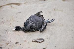 dood lichaam van vogel, Euraziatisch of Australisch koet, Aan strand foto
