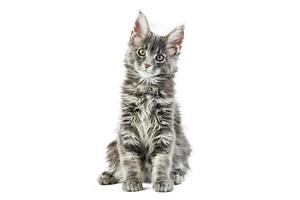 maine coon kitten, geïsoleerd foto