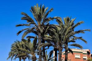 groot palm bomen foto