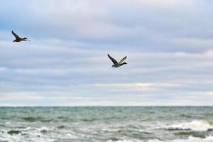 twee wilde eend eenden vliegend over- zee water, zeegezicht foto