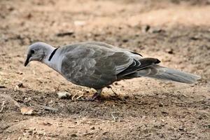 een visie van een collared duif foto