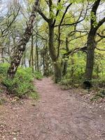 een visie van de Cheshire platteland Bij peckforton foto