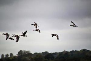 een visie van een roze voeten gans foto