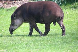 een visie van een tapir foto