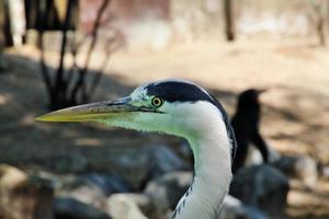 een visie van een reiger foto