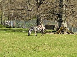 een visie van een zebra foto