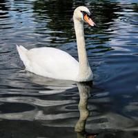 een visie van een dempen zwaan Aan de water foto