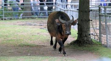 een visie van een buffel foto