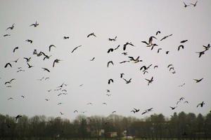 een visie van een hoer zwaan Bij Martin louter natuur reserveren foto