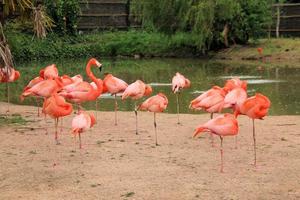 uitzicht op een flamingo foto