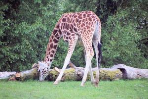 een visie van een giraffe foto