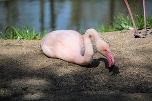 uitzicht op een flamingo foto