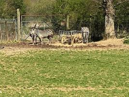 een visie van een zebra foto