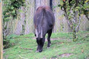 een visie van een buffel foto