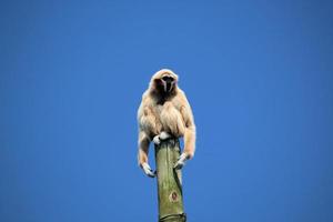 een visie van een gibbon foto