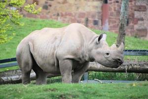 een visie van een neushoorn foto