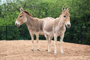 een visie van een wild paard foto