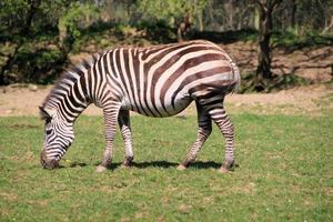 een visie van een zebra foto