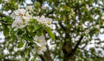 detailopname van wit bloeiend voorjaar bomen in de park. voorjaar banier met plaats voor tekst foto