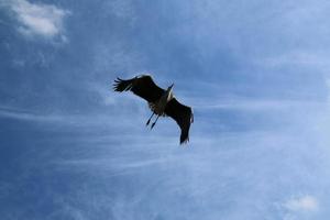 een visie van een grijs reiger foto