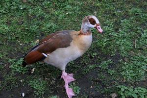 een weergave van een Egyptische gans foto