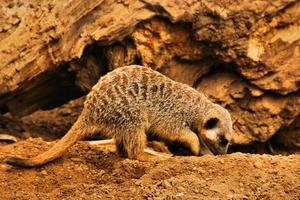 een visie van een meerkat foto