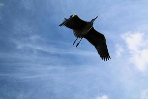 een visie van een grijs reiger foto