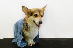 corgi welsh pembroke hond na wassen, bad, douche verpakt in een handdoek Aan uiterlijke verzorging tafel in salon. huisdier zorg, schoon, welzijn, hygiëne, procedure, spa concept. schoonheid Diensten voor dieren. kopiëren ruimte foto