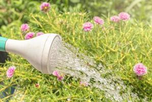 groen gieter kan met water laten vallen en roze bloem achtergrond foto