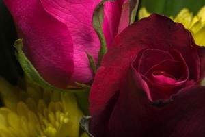 mooie rode rozen close-up