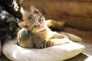 dichtbij omhoog van schattig katje over een jaar oud. mooi ogen en haar. huisdier zorg zoogdier foto