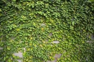 de detail van groen beklimming planten Aan een muur mei worden gebruikt net zo een structuur concept achtergrond behang foto